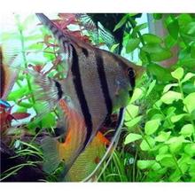 大小黑黄锦鲤_观赏鱼批发 大小黑黄锦鲤 各类