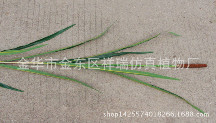XRB-075单枝香蒲9叶150CM单枝春色近照