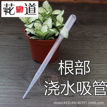 植物根部浇水吸管 浇水壶 喷壶 园艺工具