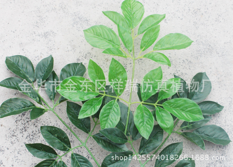 XRB-099富贵叶三叉支57叶52厘米叶子近照1