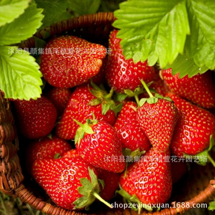 Базовые прямые продажи четырех сезонов саженцев клубники крем саженцев клубники и других горшечных саженцев в текущем году результаты большие скидки