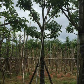 葛天照片大全高清图片