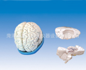 腦解剖模型