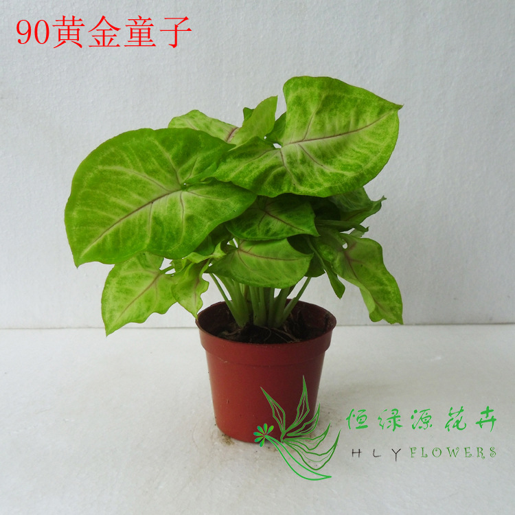 草类植物 草类植物价格 最新草类植物批发报价 种苗花卉网 草类植物 草类植物价格 最新草类植物批发报价 种苗花卉网