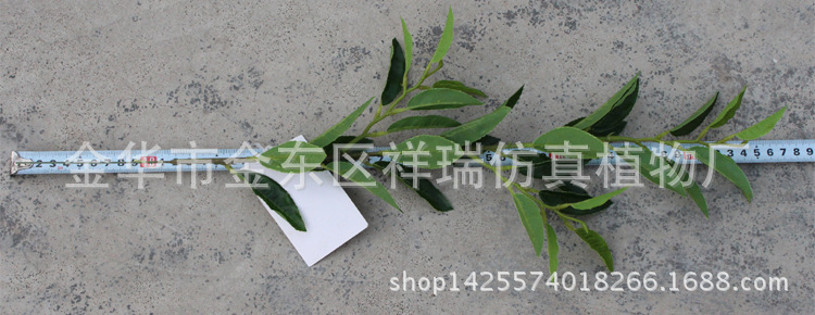 XRB-123单枝都匀毛尖茶叶34叶50厘米4