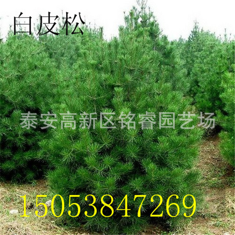 e161a9cf59432b3fd5013a593e6471