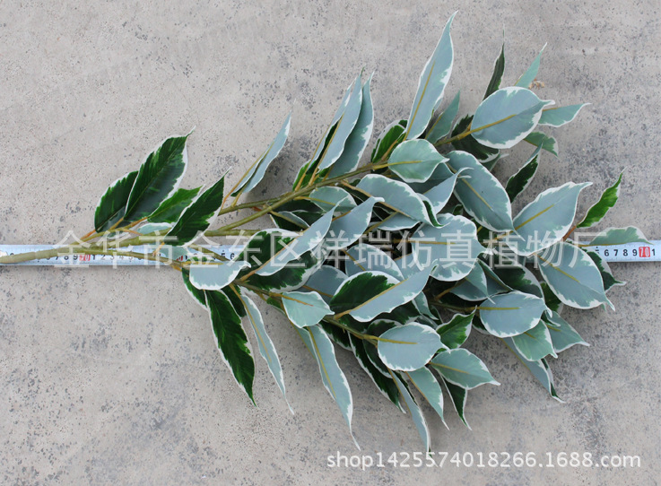 XRB-133白边香樟叶五叉枝90叶7CM1