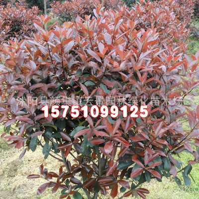 supply Landscaping Seedlings Photinia seedlings photinia fraseri  Sapling Engineering seedlings