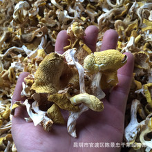 云南特产 榆黄蘑 榆黄菇 玉皇菇 黄金菇 人工鸡油菌 干蘑菇批发