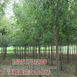 ���l���̾G���� ��Ϟ ����ͥԺ �@�־G�� �е��� Ҏ��ȫ