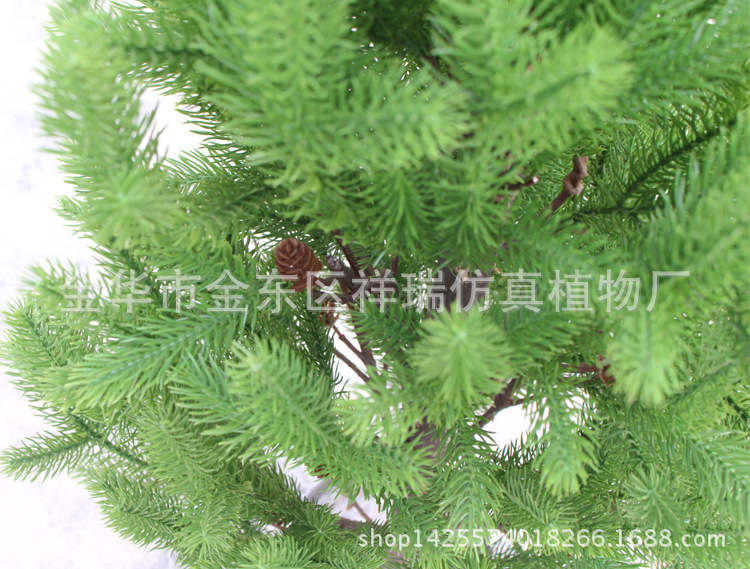 XRS-120塔形岷江冷杉叶65叶95厘米5