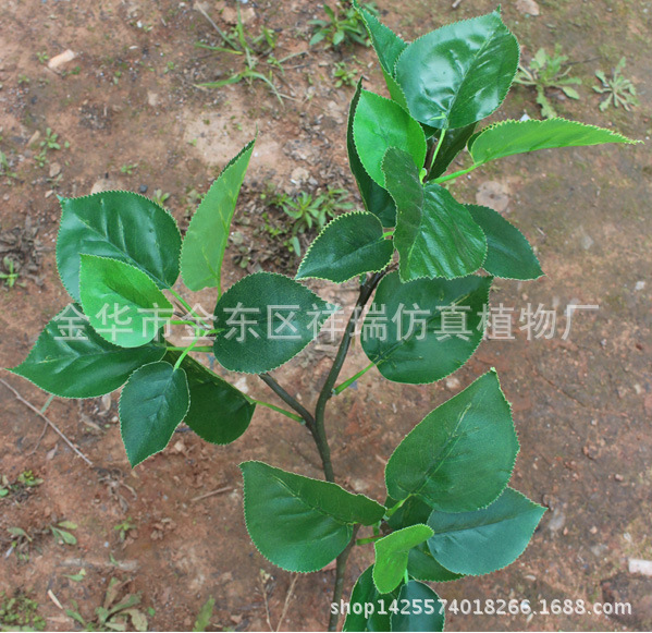 苹果三叉枝27叶子