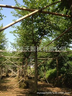 ����15���ּt�����G���b�磬�����G��ֲ�磬�G���G������