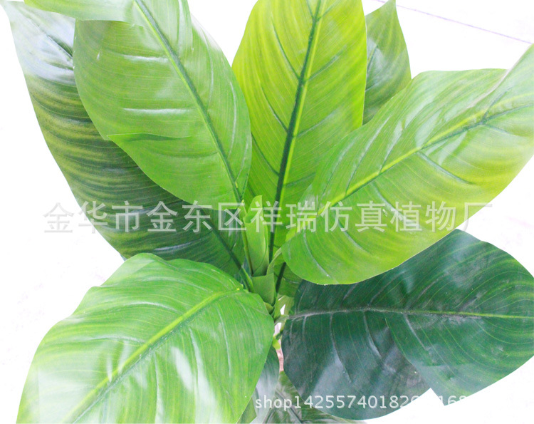 XRS-099盆栽蝎尾蕉叶树12叶110厘米叶子2