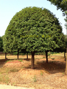 l𻨘 Ϙ1520־ƷļGľ ԻֱN