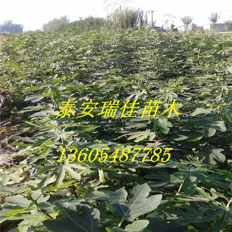 无花果20151011_082542_副本