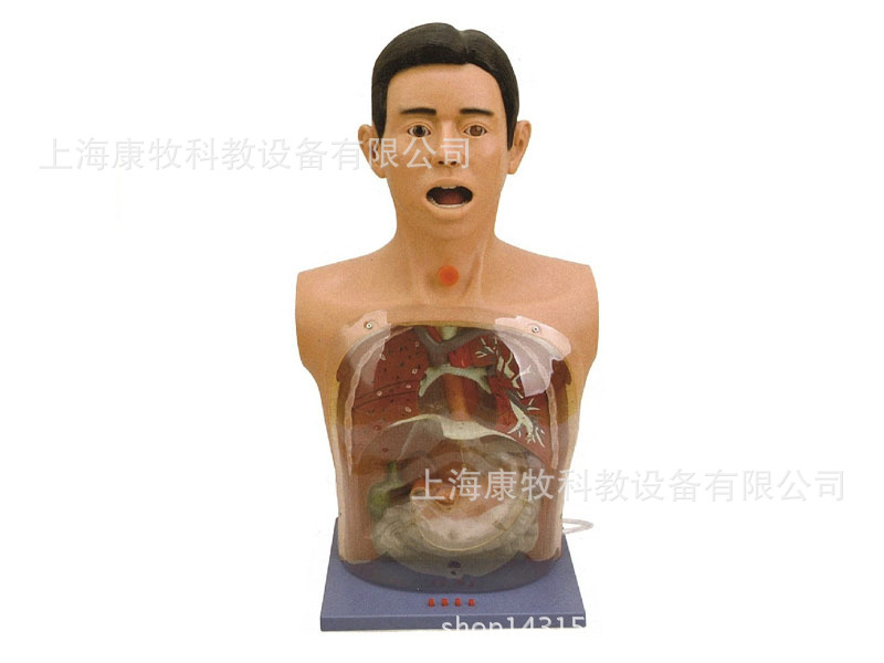 高级透明洗胃模型