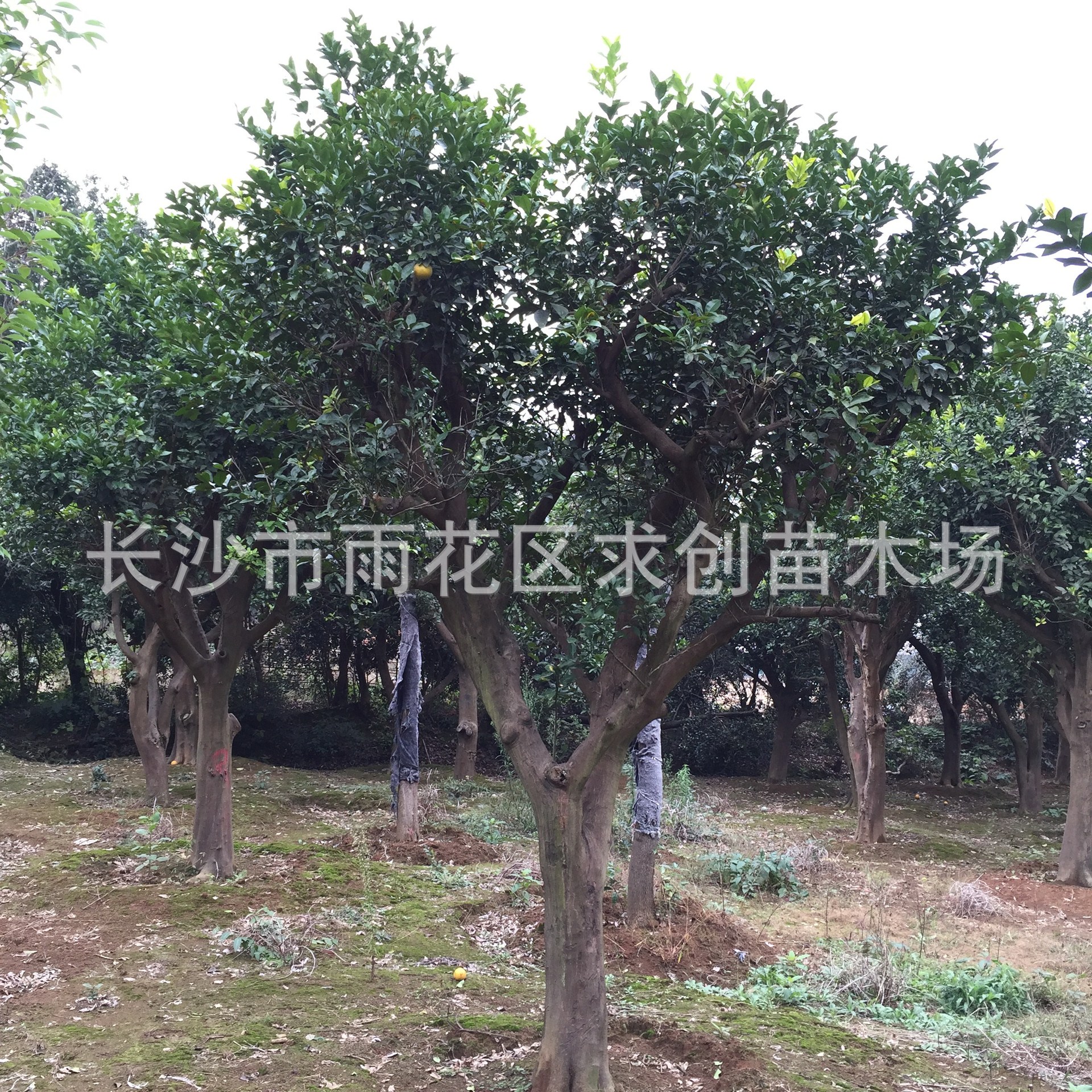 香泡柚子树