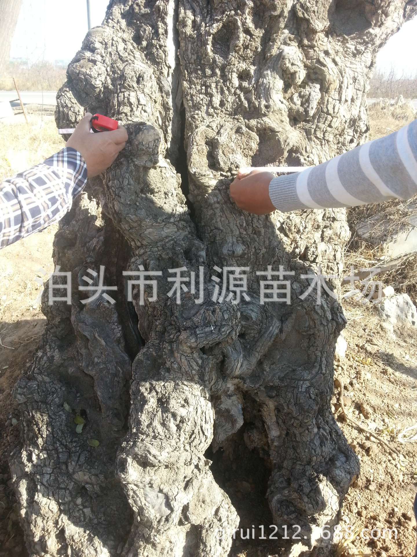 泊頭市利源苗木場大量出售地徑15-45公分的觀賞性大規格棗樹苗