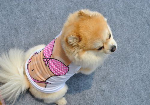 공장 직접 판매 애완 동물 의류 여름 시원한 폴리 에스터 조끼 통기성 슈퍼 멋진 조끼 애완견