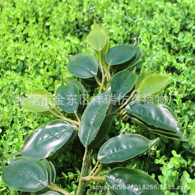 单枝香樟树叶14叶48厘米叶子