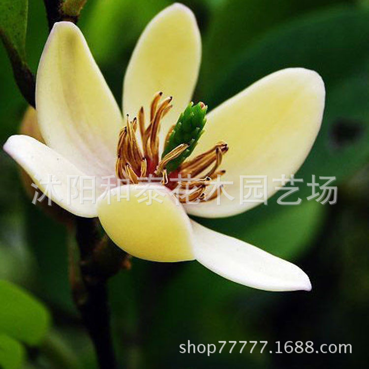 green Seedlings Base Of large number goods in stock supply high quality Smile Seedlings Engineering seedlings Large concessions