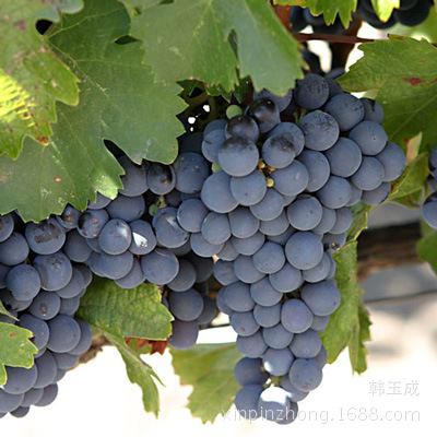 品丽珠bd3c89f73024