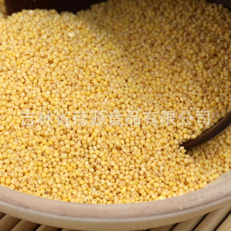 Low Temperature Roasted Millet Whole Grain Cereal for Congee and Soy Milk Northeast China quality and texture