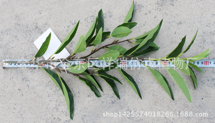 XRB-124四叉枝都匀毛尖茶叶36叶50厘米2