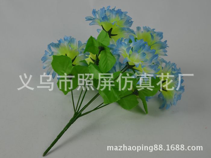 7頭爪菊8