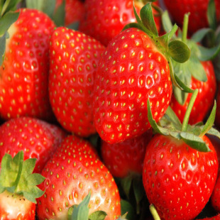 ��ݮζ�{ζ���m������e��ʳƷɵȮaƷ��������ֱ��ʳ�ã�