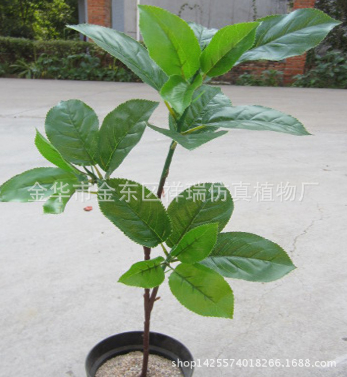 XRB-095梨叶三叉支27叶60CM