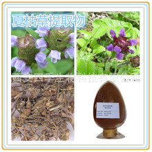 夏枯草提取物 10：1萃取粉  四季生物现货