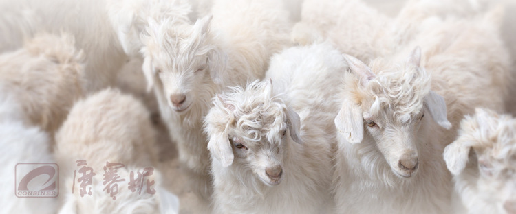 康赛妮纯羊绒 精纺 100%羊绒纱线 100 山羊绒 臻品纯山羊绒线正品