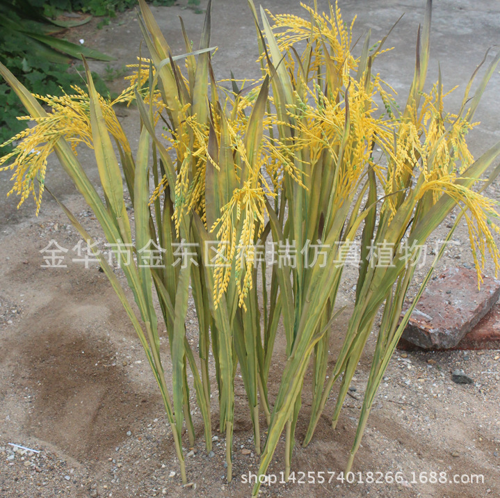 XRB-68单枝水稻6叶1穗80厘米4