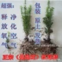 空气基地20-40cm红豆杉树苗
