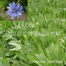 欧洲菊苣牧草种子 菊苣种子 菊苣牧草种子批发 产量高 适口性佳