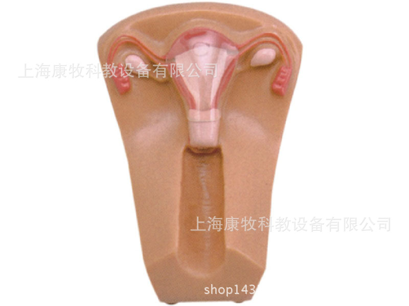 女性宫内避孕器及训练模型
