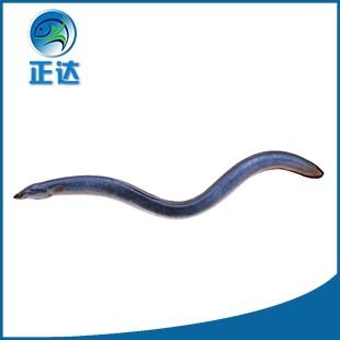 鰻魚苗圖片 - 海量高清鰻魚苗圖片大全 - 阿里巴巴