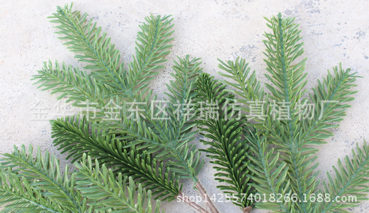 XRB-043岷江冷杉五叉枝17叶1果55厘米6