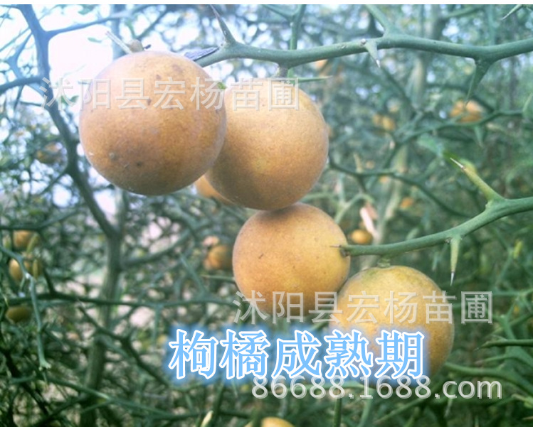 枸橘李的别名,枸橘,沙苑子的别名(第10页)_大山谷图库