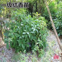 基地结香 冠型优美健壮 带定心土发货成活率 结香树苗 结香小苗