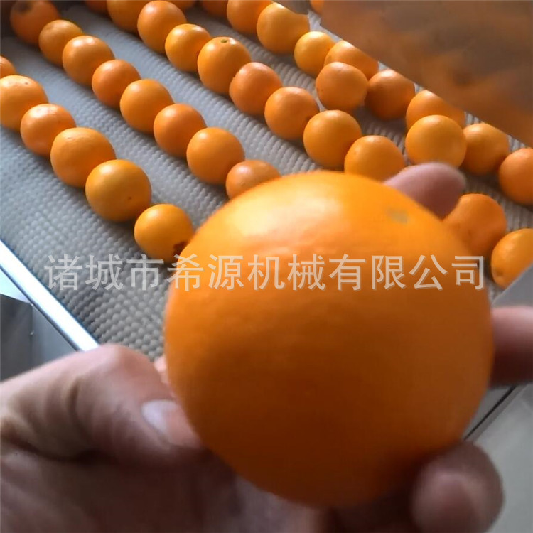 促销中 洗脐橙机器 橙子清洗风干生产线 榨鲜橙汁用 6500型