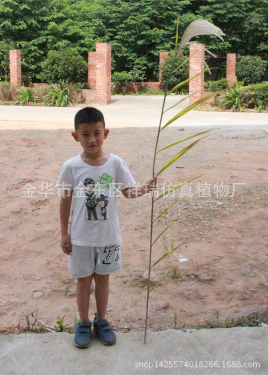 秋芦苇叶单杆叶2