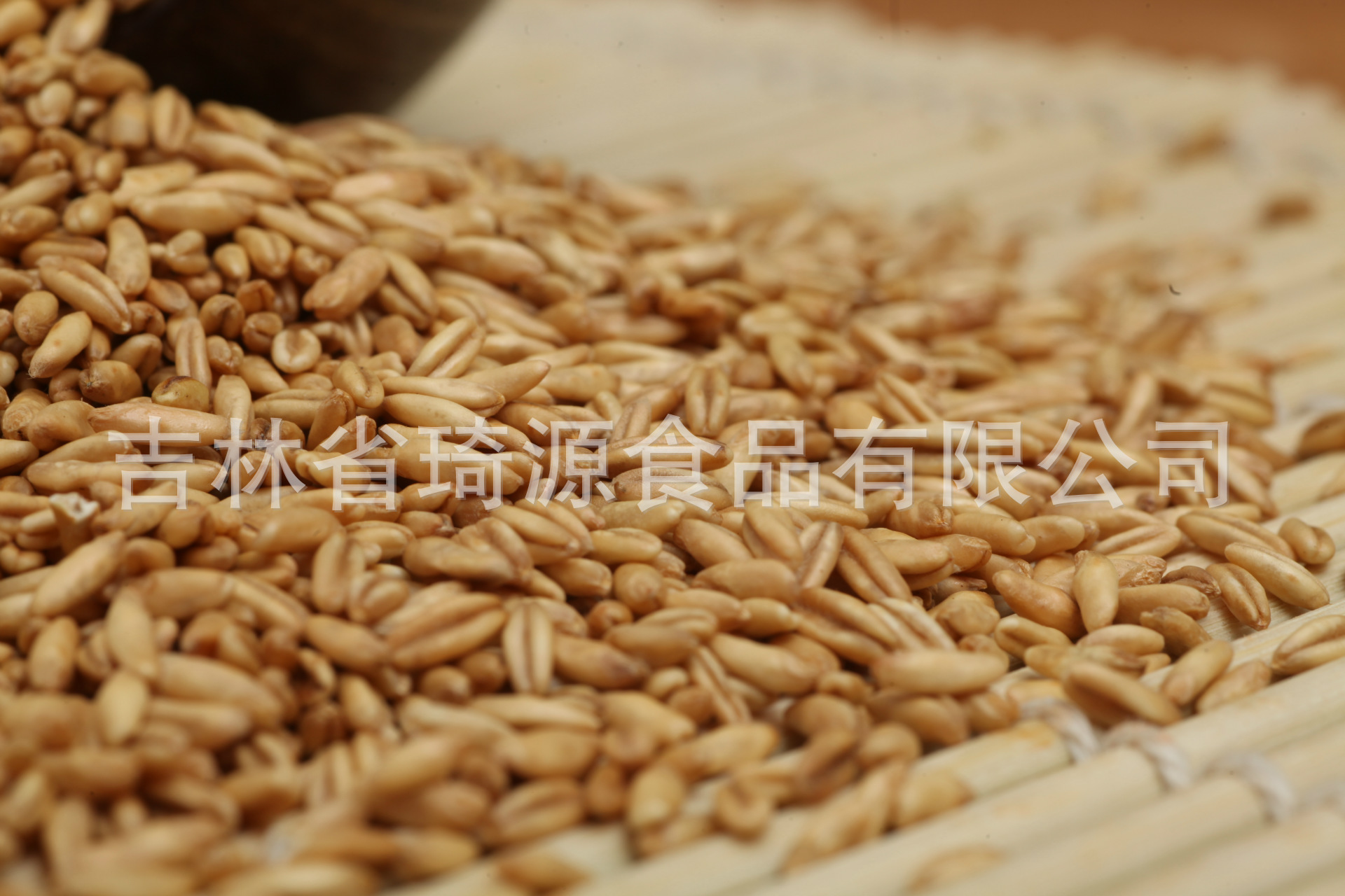 Low Temperature Baked Rolled Oats Bulk Whole Grain Oatmeal for Porridge and Baking quality and texture