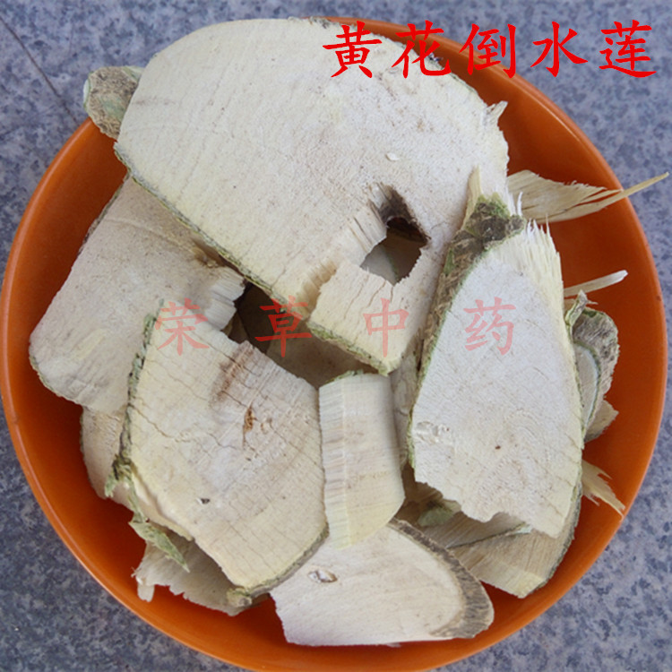 黄花倒水莲_副本