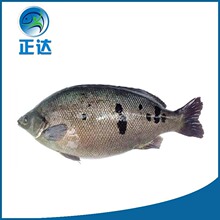 ތʯ~ ع~lˮ~ ʯ~F؛