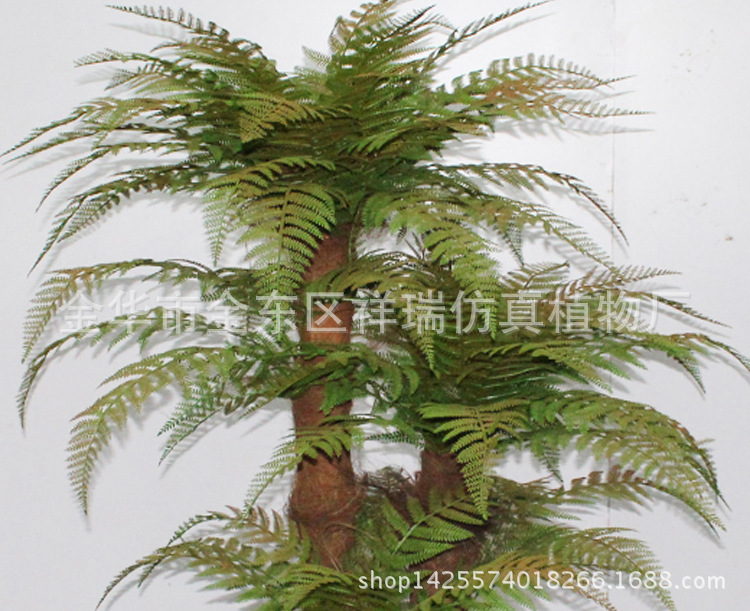 XRS-042三杆包棕桫椤叶树87叶155厘米2