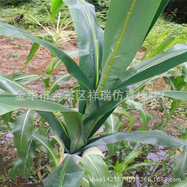 XRB-090单杆甘蔗叶15叶230厘米叶子2