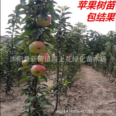 Apple trees Dwarf Red Fuji North and South plant Then Result Grafted Fruit tree Apple Potted plant